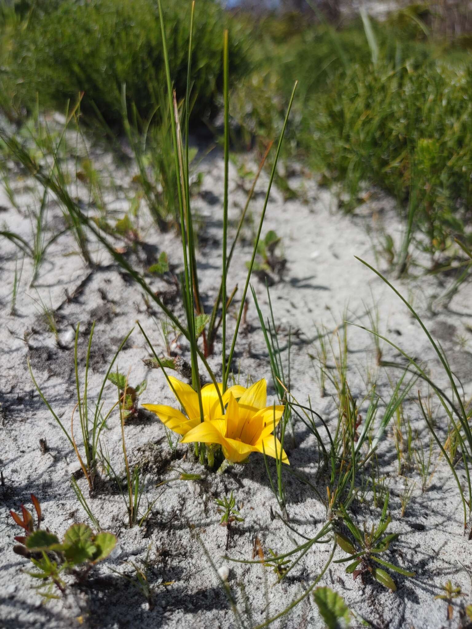 Image of Romulea triflora (Burm. fil.) N. E. Br.