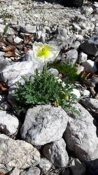 Imagem de Papaver alpinum L.