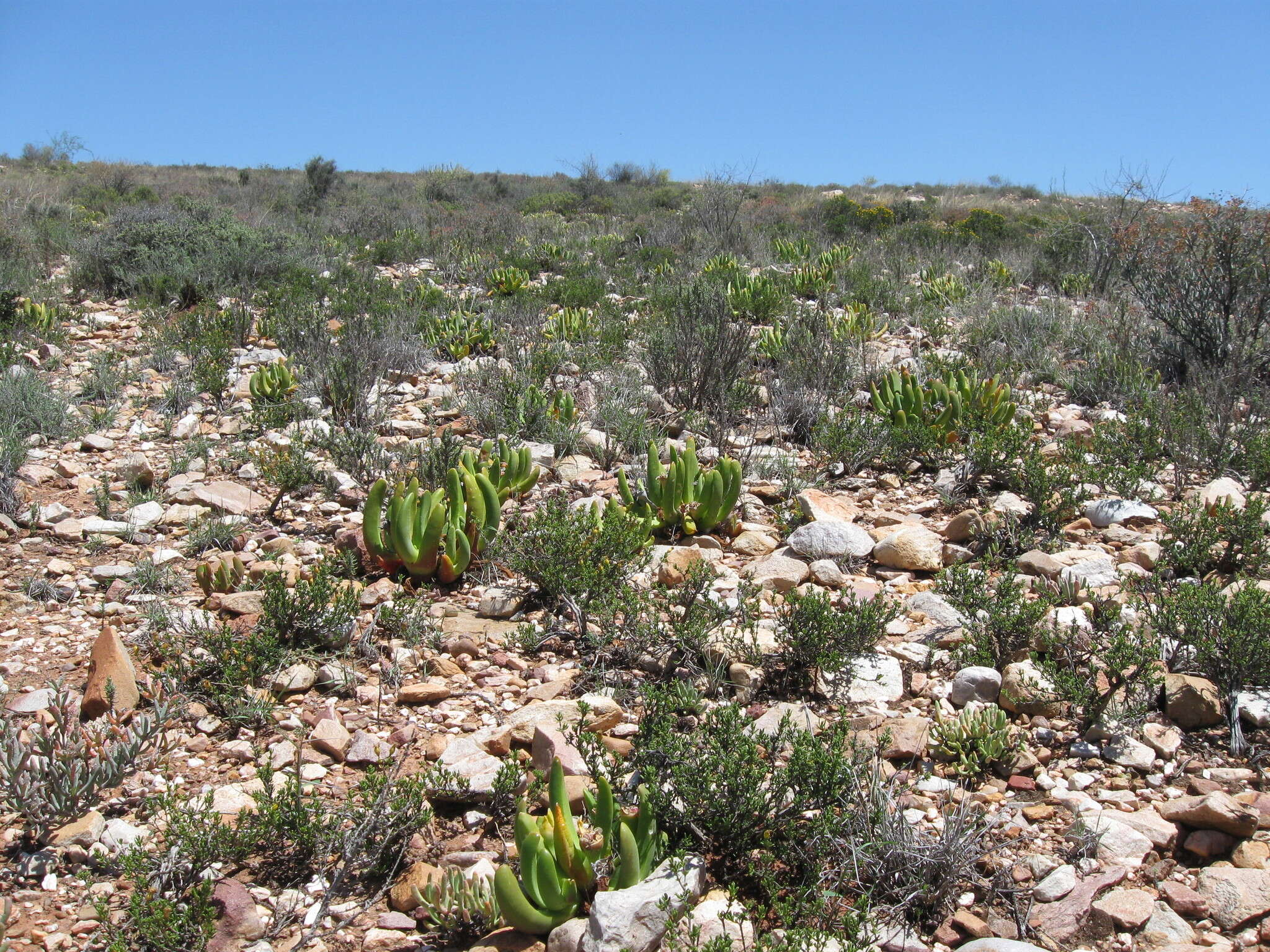 Image of Glottiphyllum regium N. E. Br.