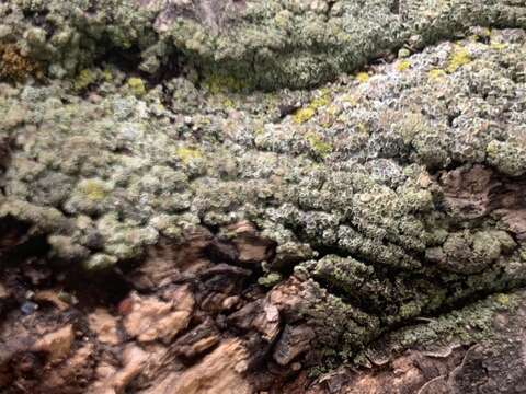 Image of rim lichen