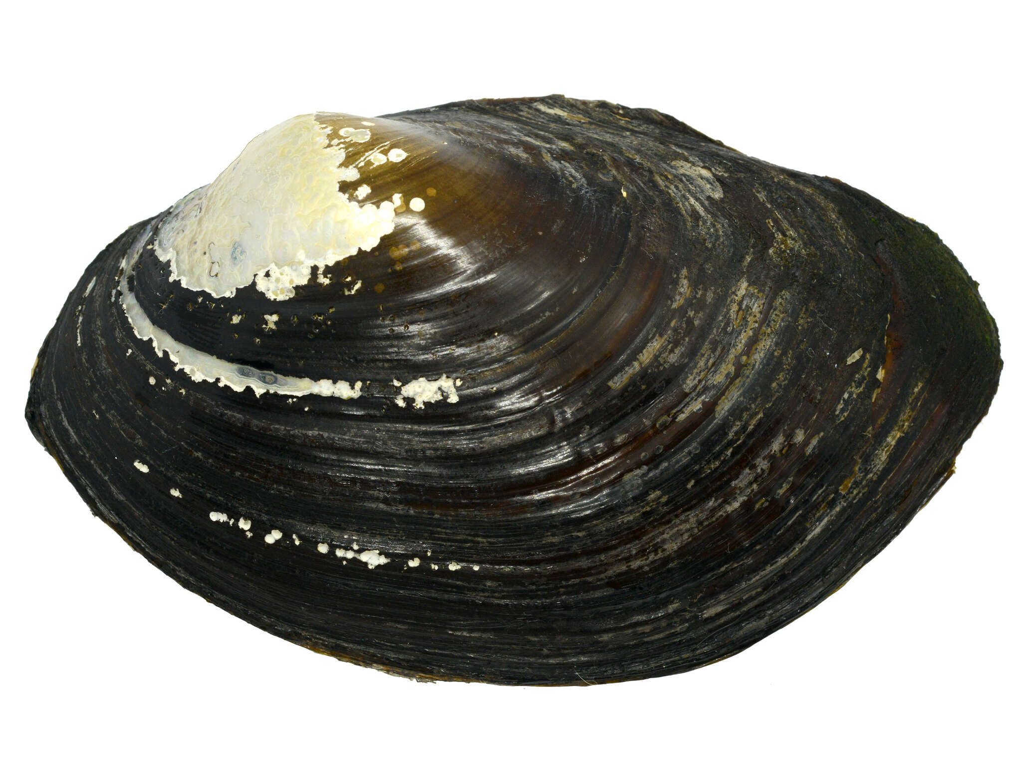 Image of <i>Sinanodonta schrenkii</i> Lea 1870