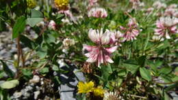 Imagem de Trifolium pallescens Schreb.