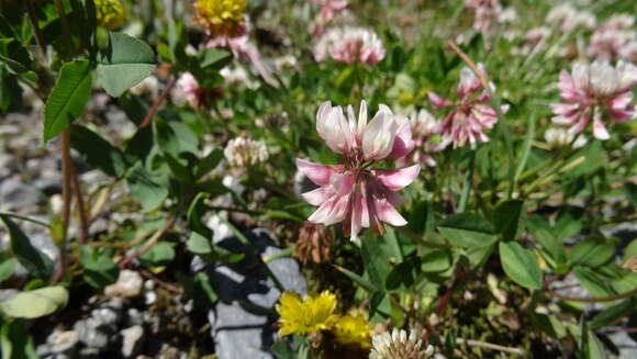 Image of Pale Clover