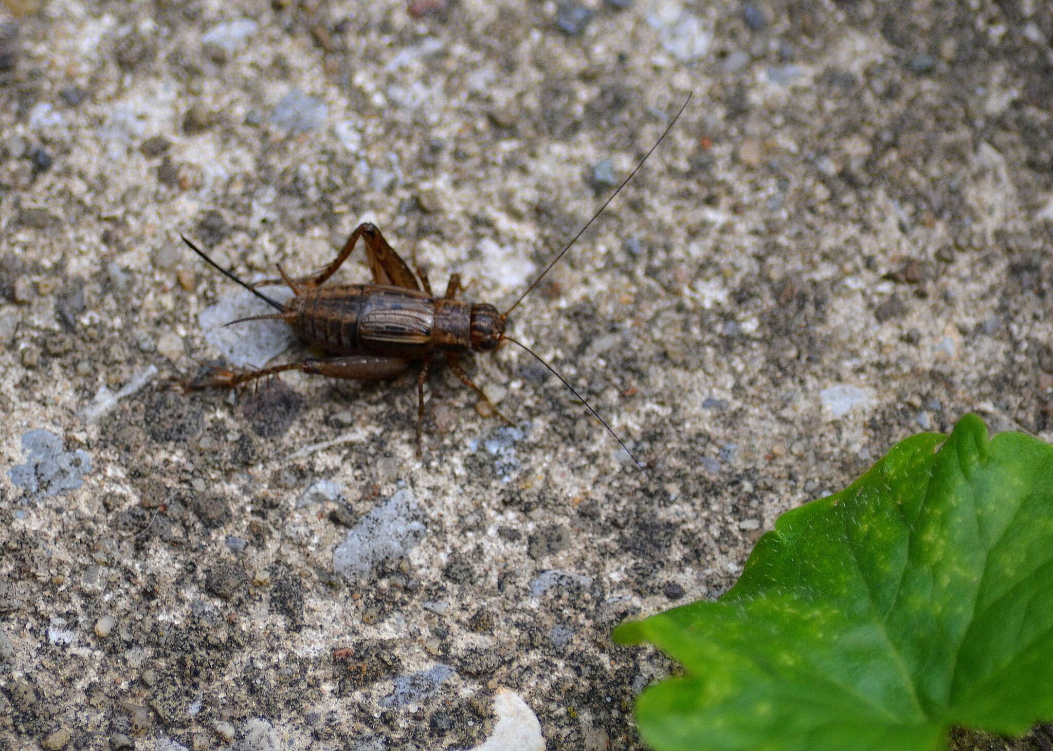 Allonemobius fasciatus (De Geer 1773) resmi