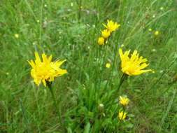 Leontodon hispidus subsp. hastilis (L.) Corb. resmi