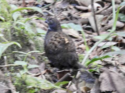 Image of Black-breasted Wood Quail