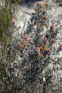 Image of Stoebe capitata Berg.