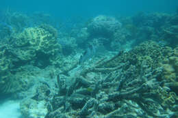 Image of Brown Sweetlips