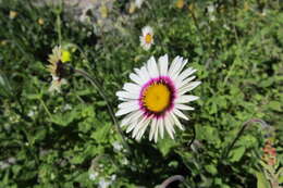 Image of Saldanha Bay felicia