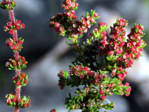 Image of Erica axillaris Thunb.