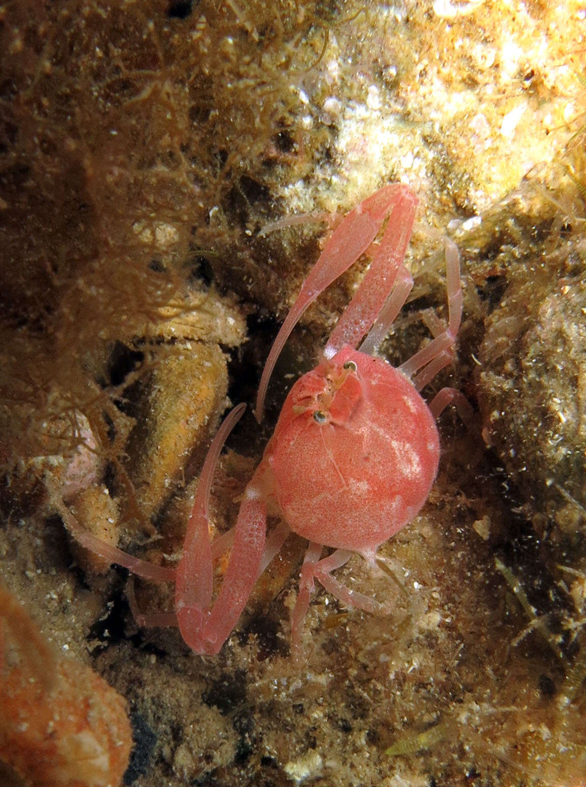 Image of Mediterranean nut crab