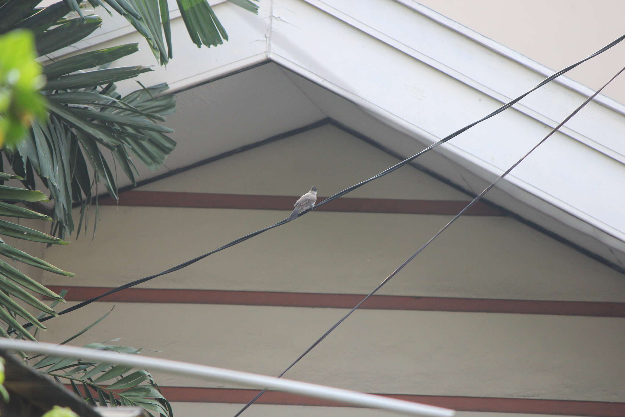 Image of Sooty-headed Bulbul