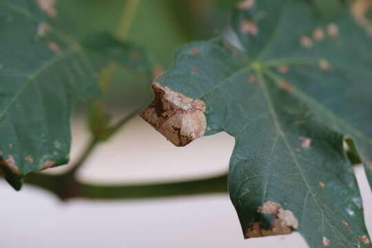 Imagem de Caloptilia acerifoliella (Chambers 1875)