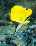 Image of Big long-nosed Butterflyfish