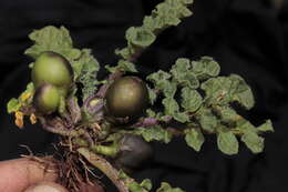 Image of Solanum acaule Bitter