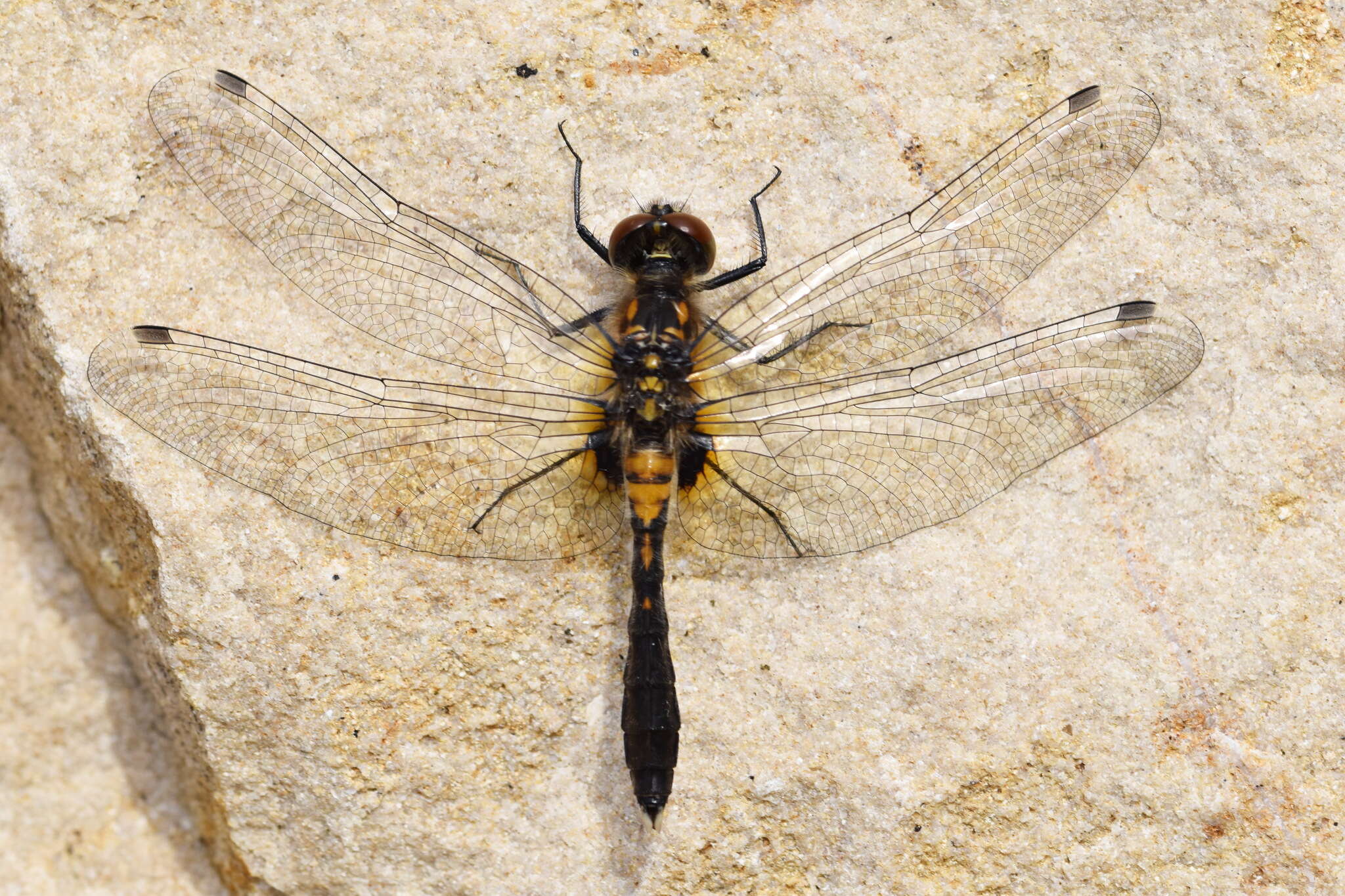 Leucorrhinia caudalis (Charpentier 1840) resmi