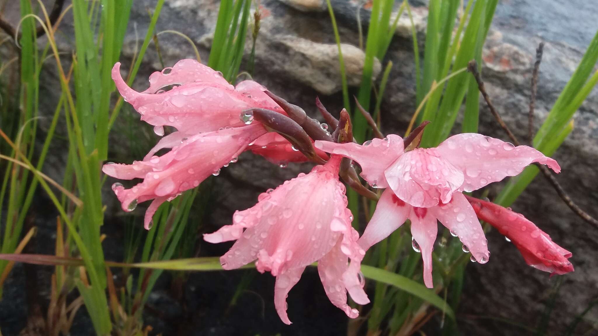 Image of Gladiolus carneus D. Delaroche