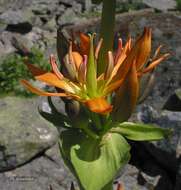 Image of Gentiana lutea subsp. aurantiaca M. Laínz