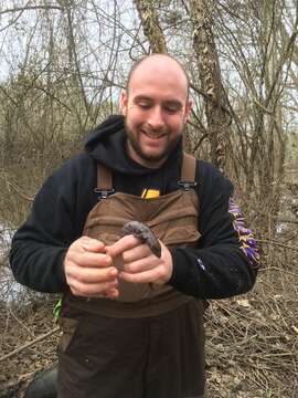 Image of Neuse River Waterdog