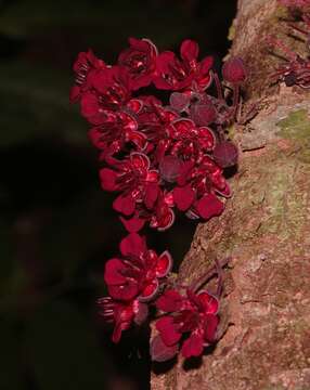 Image de Theobroma velutinum Benoist