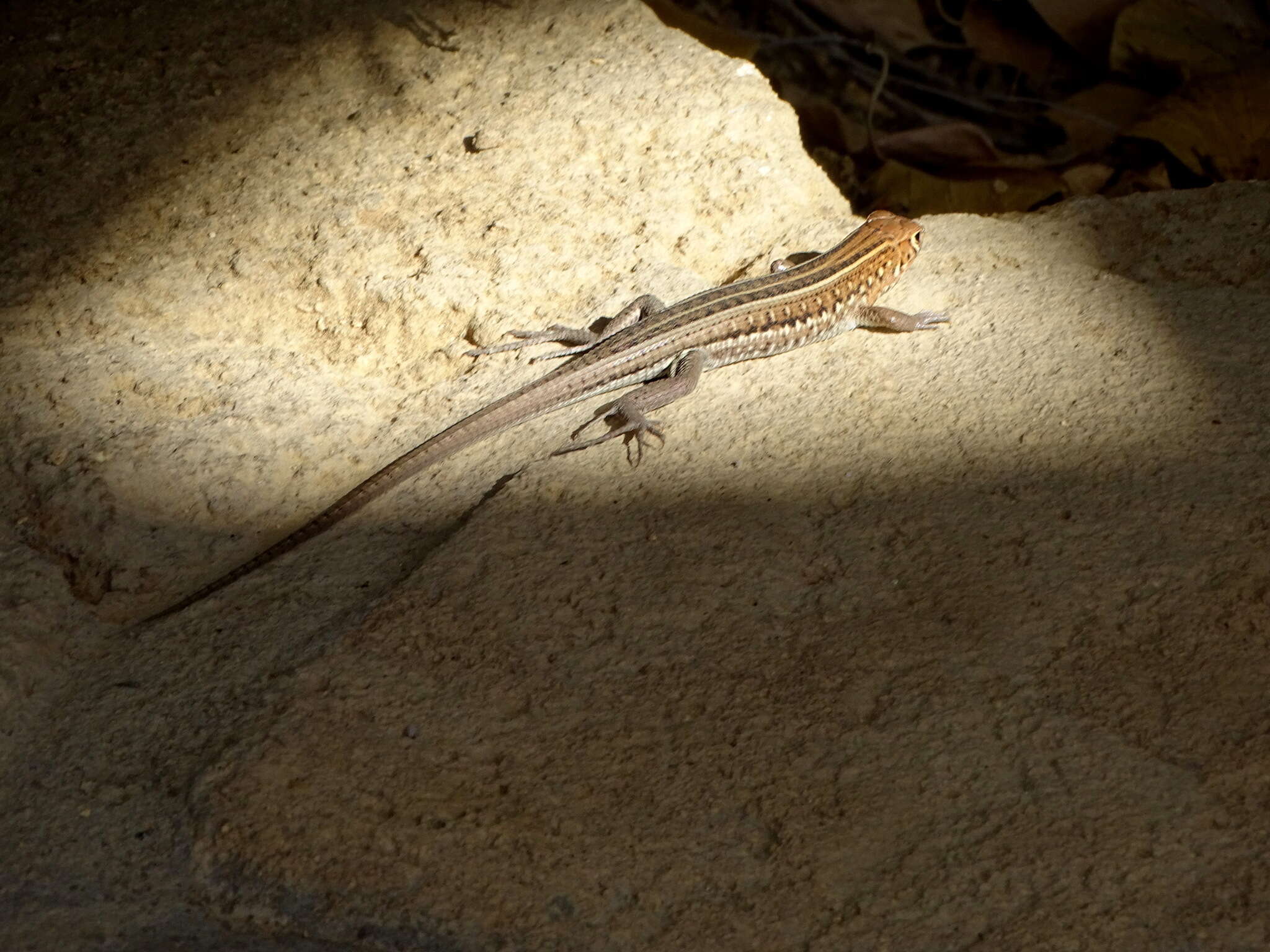 Image of Madagascar Girdled Lizard