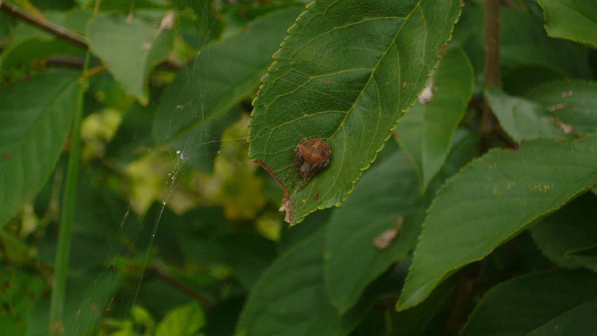 Image of Neoscona subfusca (C. L. Koch 1837)