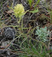 Слика од <i>Castilleja <i>pallescens</i></i> var. pallescens