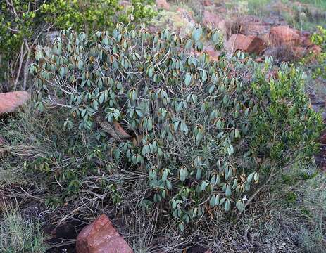 Image of Transvaal milk plum