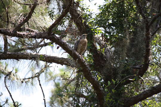 Image of Buteo lineatus extimus Bangs 1920