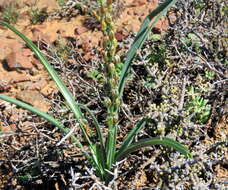 Image of Albuca virens (Lindl.) J. C. Manning & Goldblatt