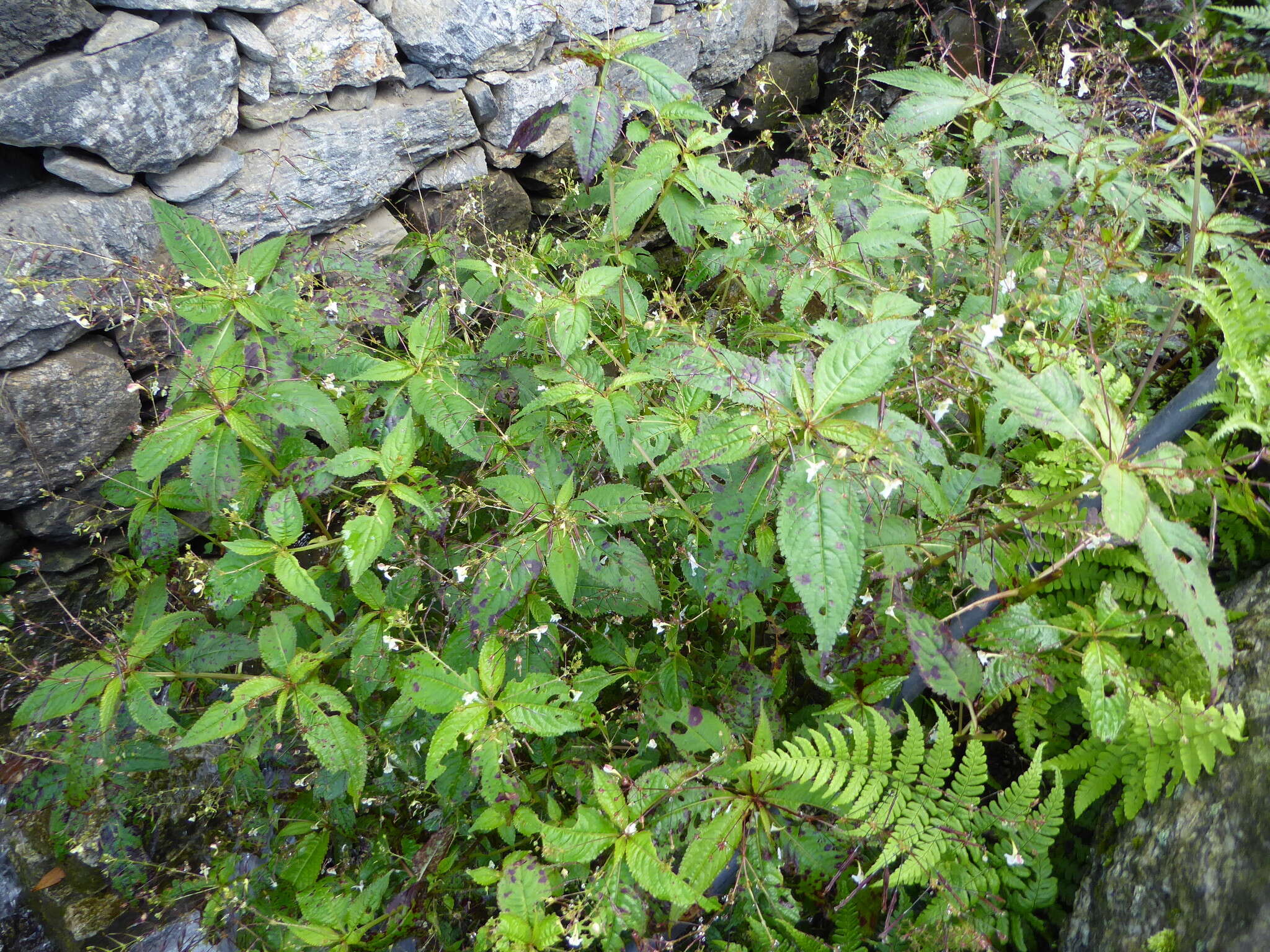 Image of Impatiens radiata Hook. fil.