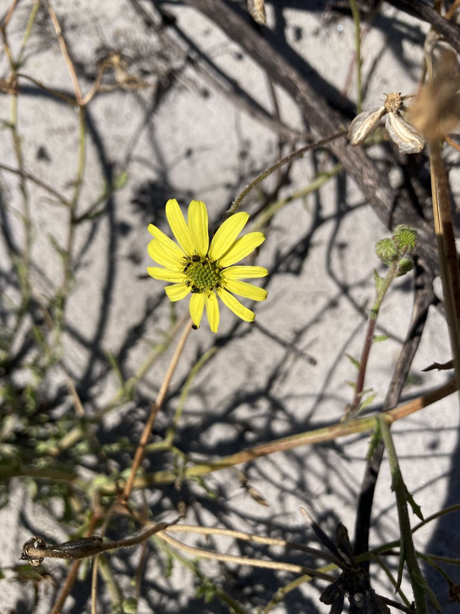 Image of Osteospermum dentatum Burm. fil.