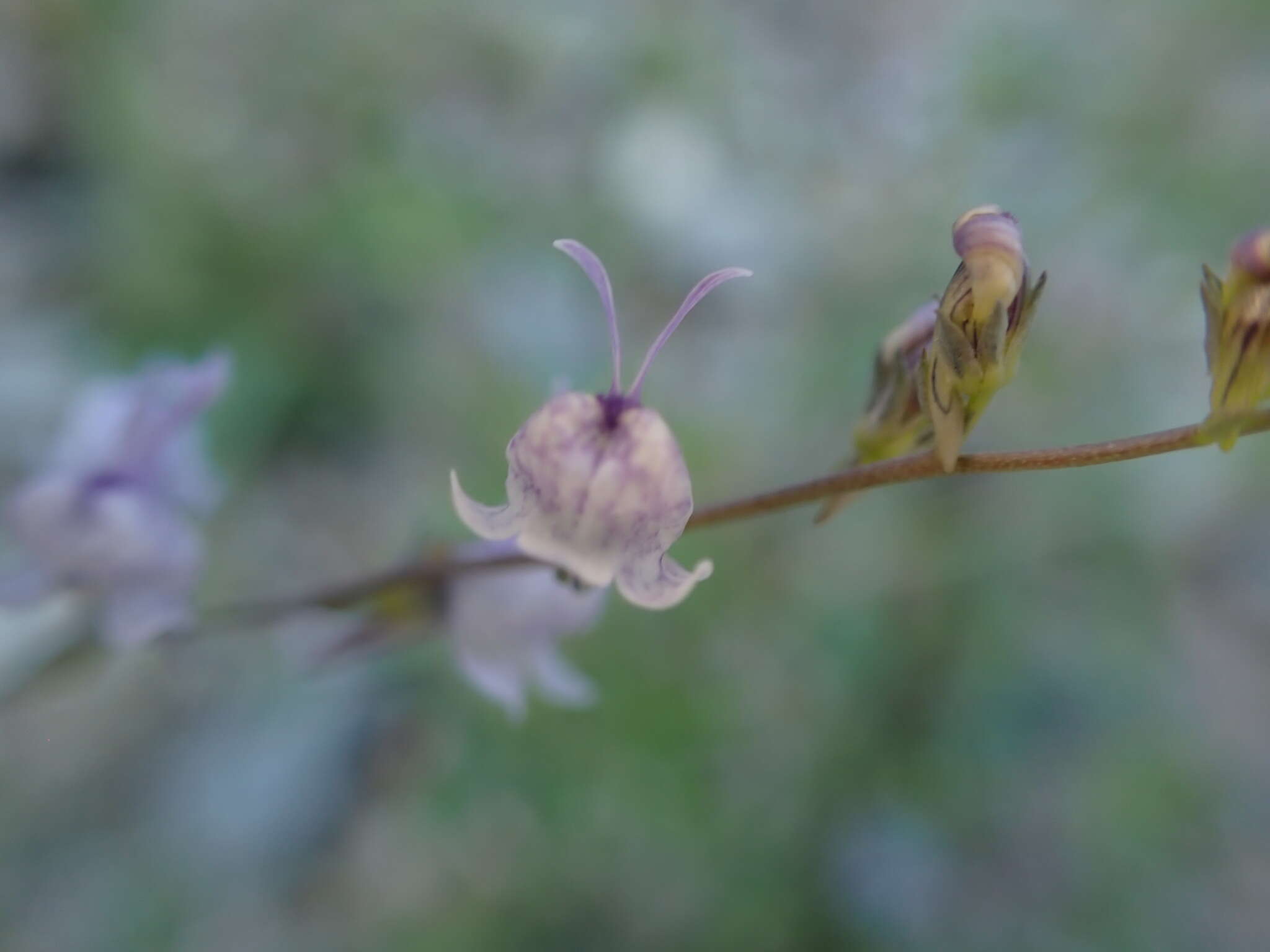 Plancia ëd Linaria corifolia Desf.