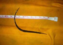 Image of Northern Pipefish