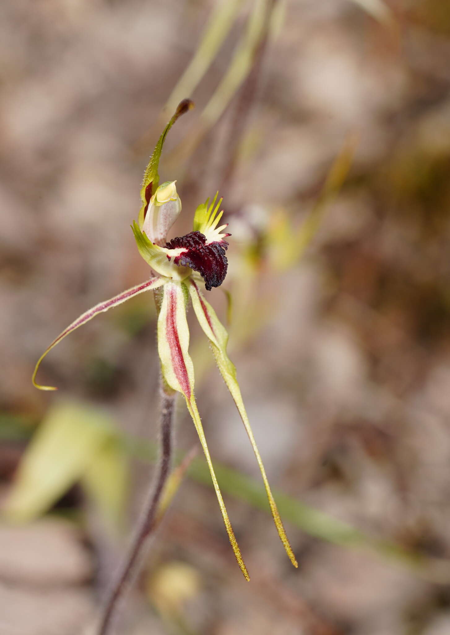 Image of Small spider orchid