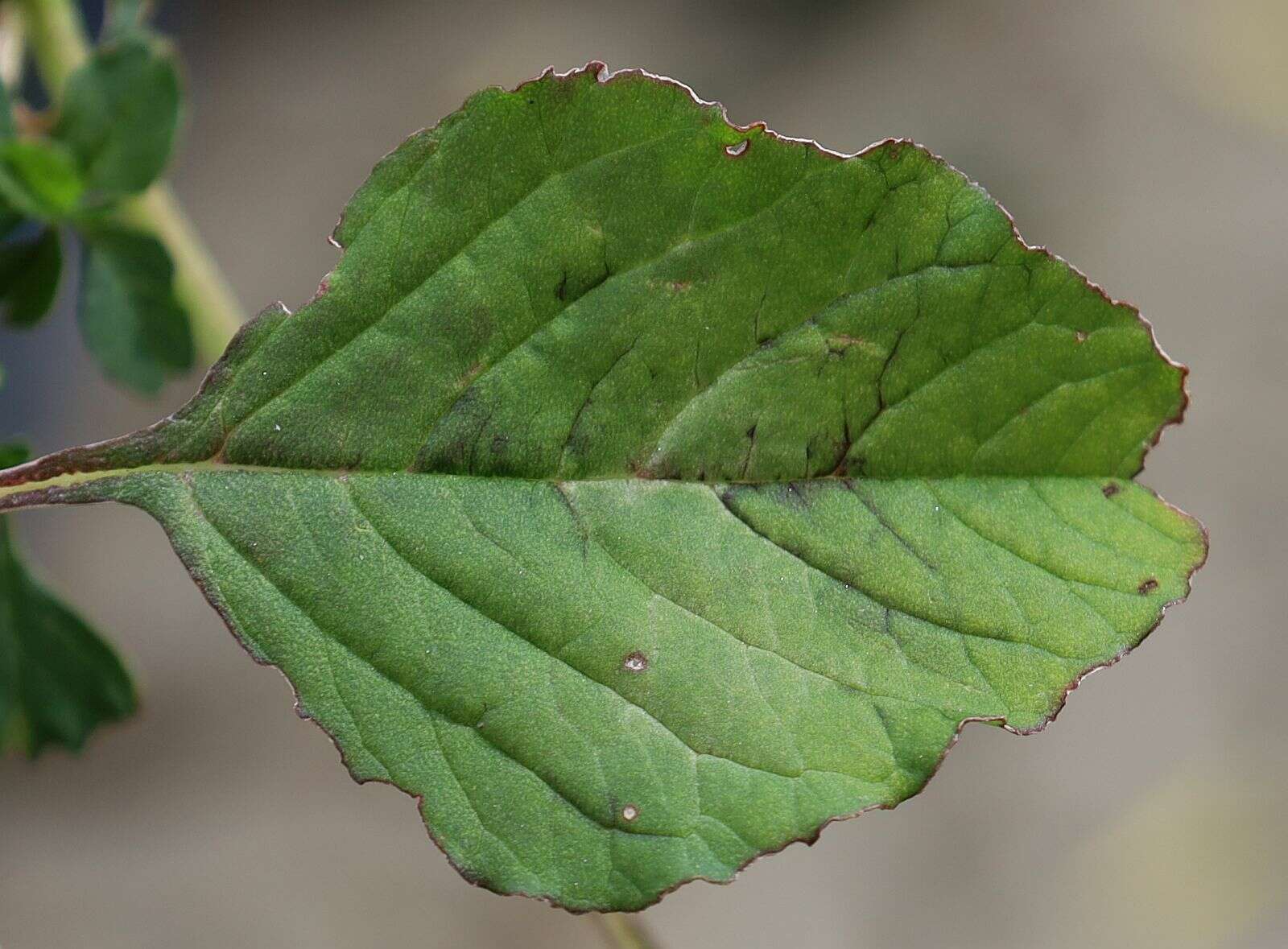 Amaranthus emarginatus subsp. emarginatus resmi