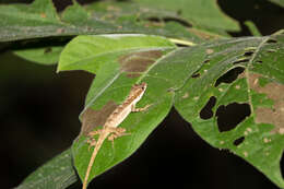 Image of Two-marked Anole