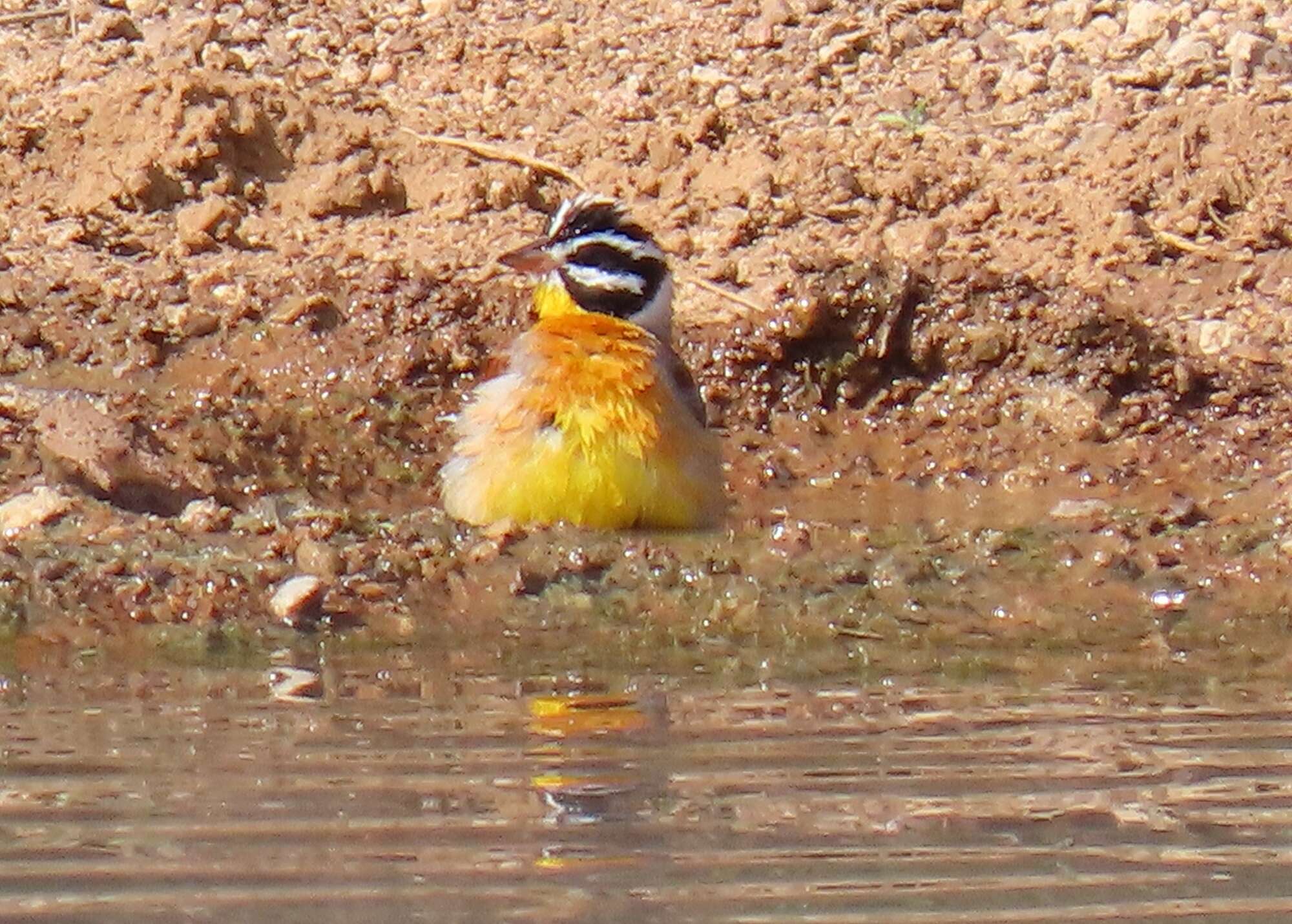 Imagem de Emberiza flaviventris flaviventris Stephens 1815