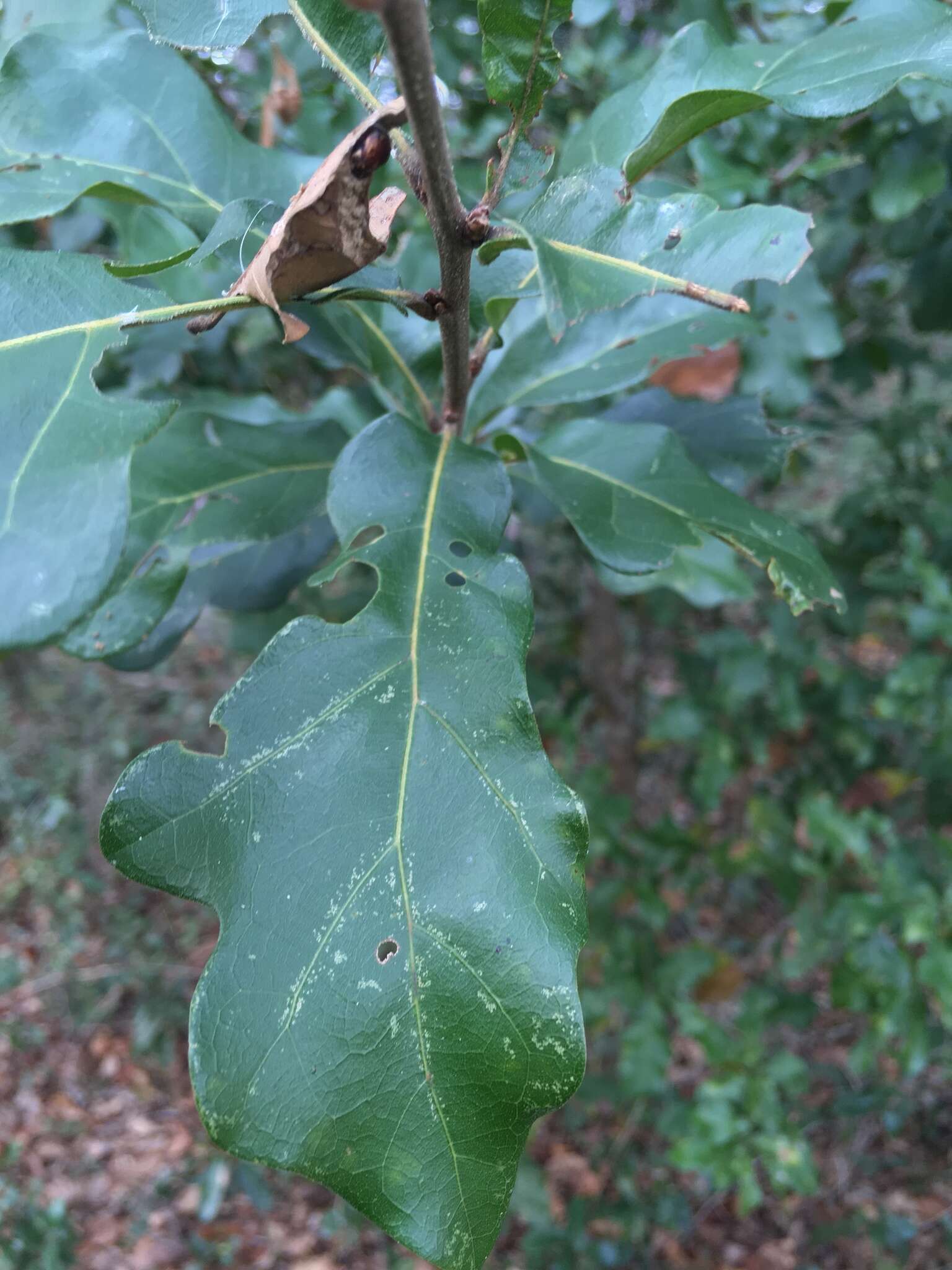 Imagem de Quercus austrina Small