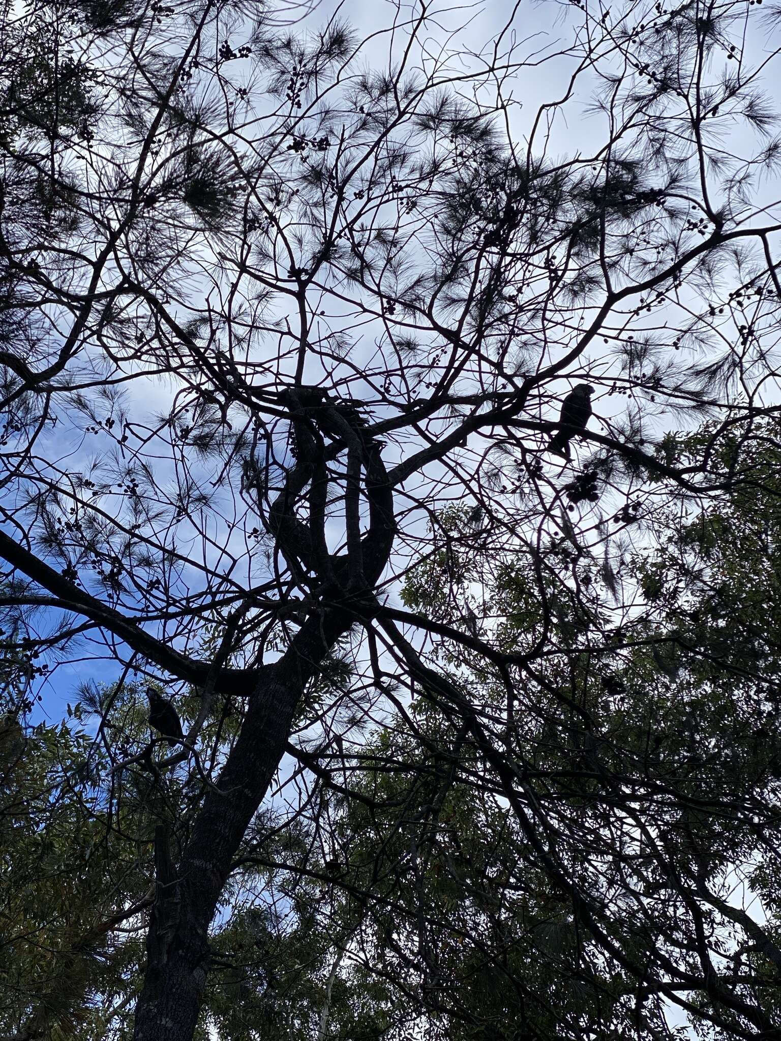 Calyptorhynchus lathami lathami (Temminck 1807) resmi