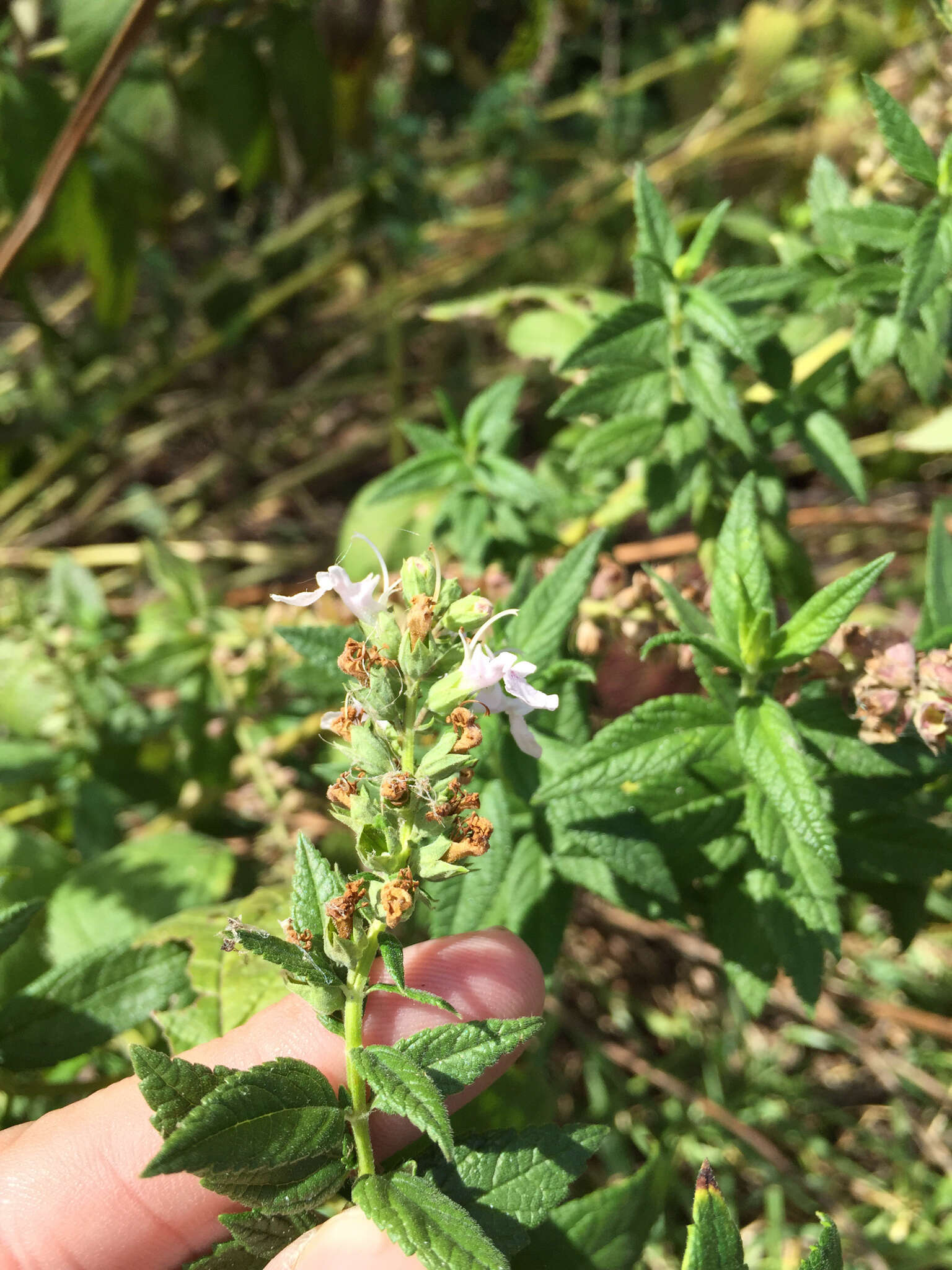 Image of Canada germander