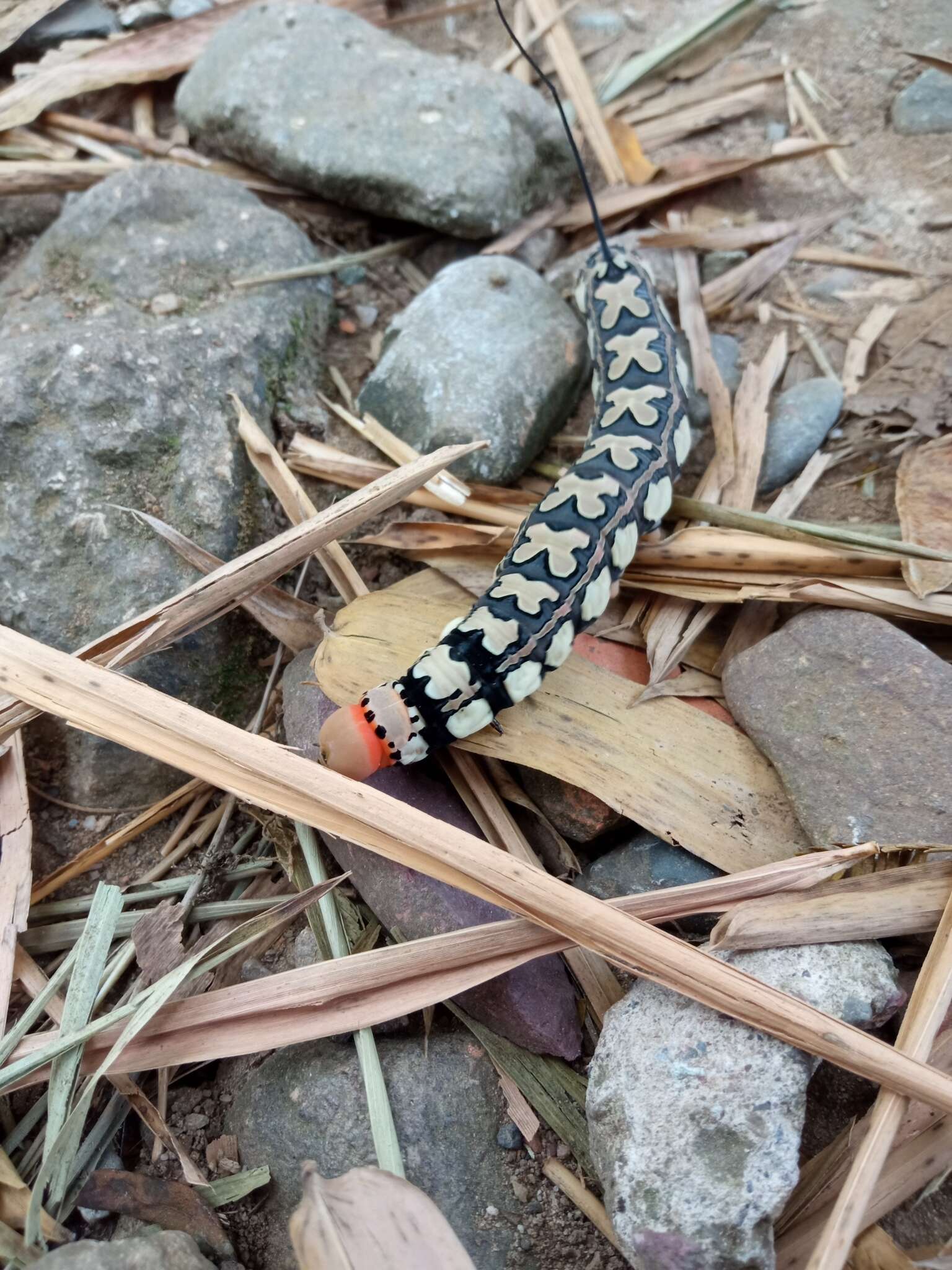 Слика од Isognathus leachii (Swainson 1823)