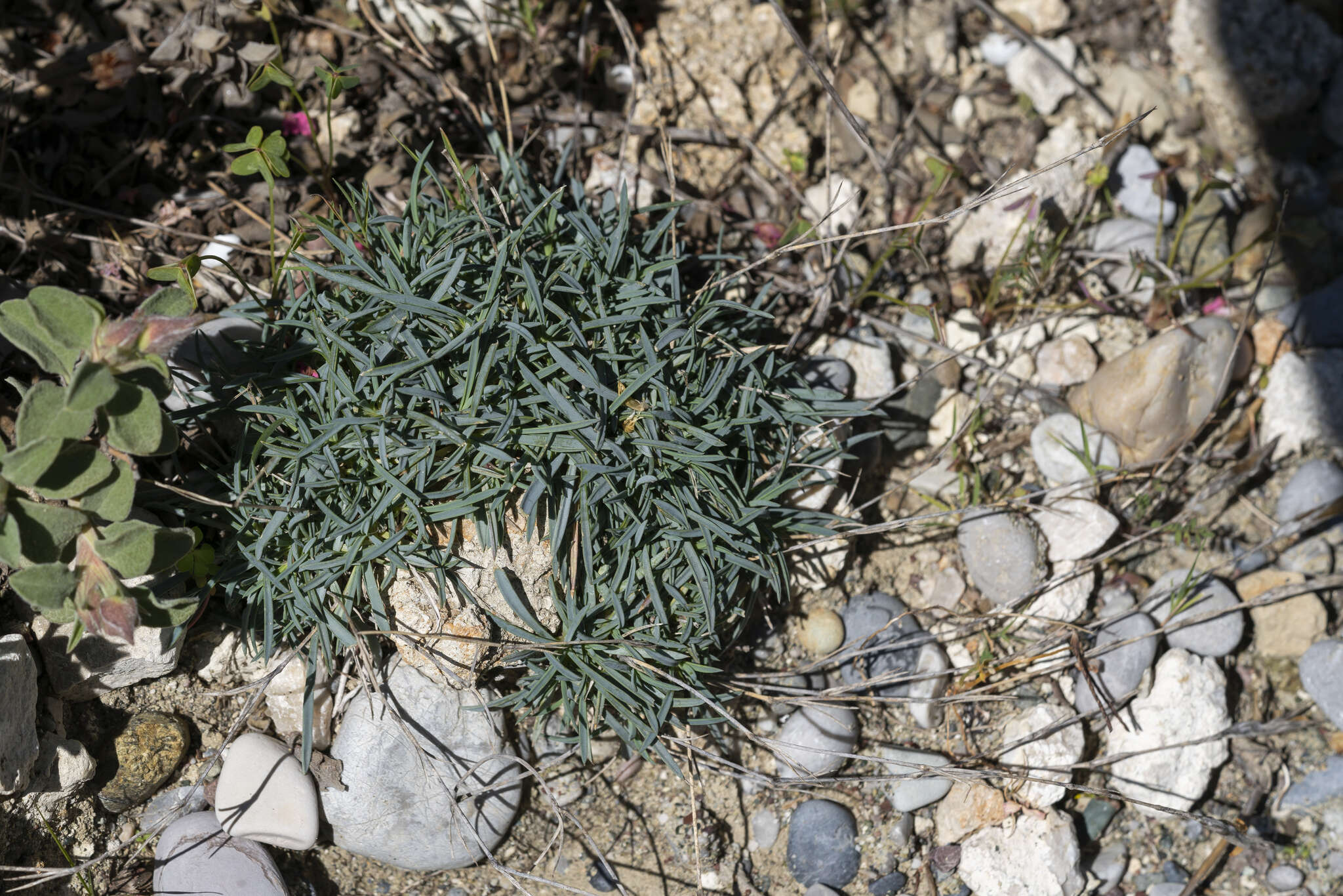 Image of Dianthus crinitus subsp. crinitus