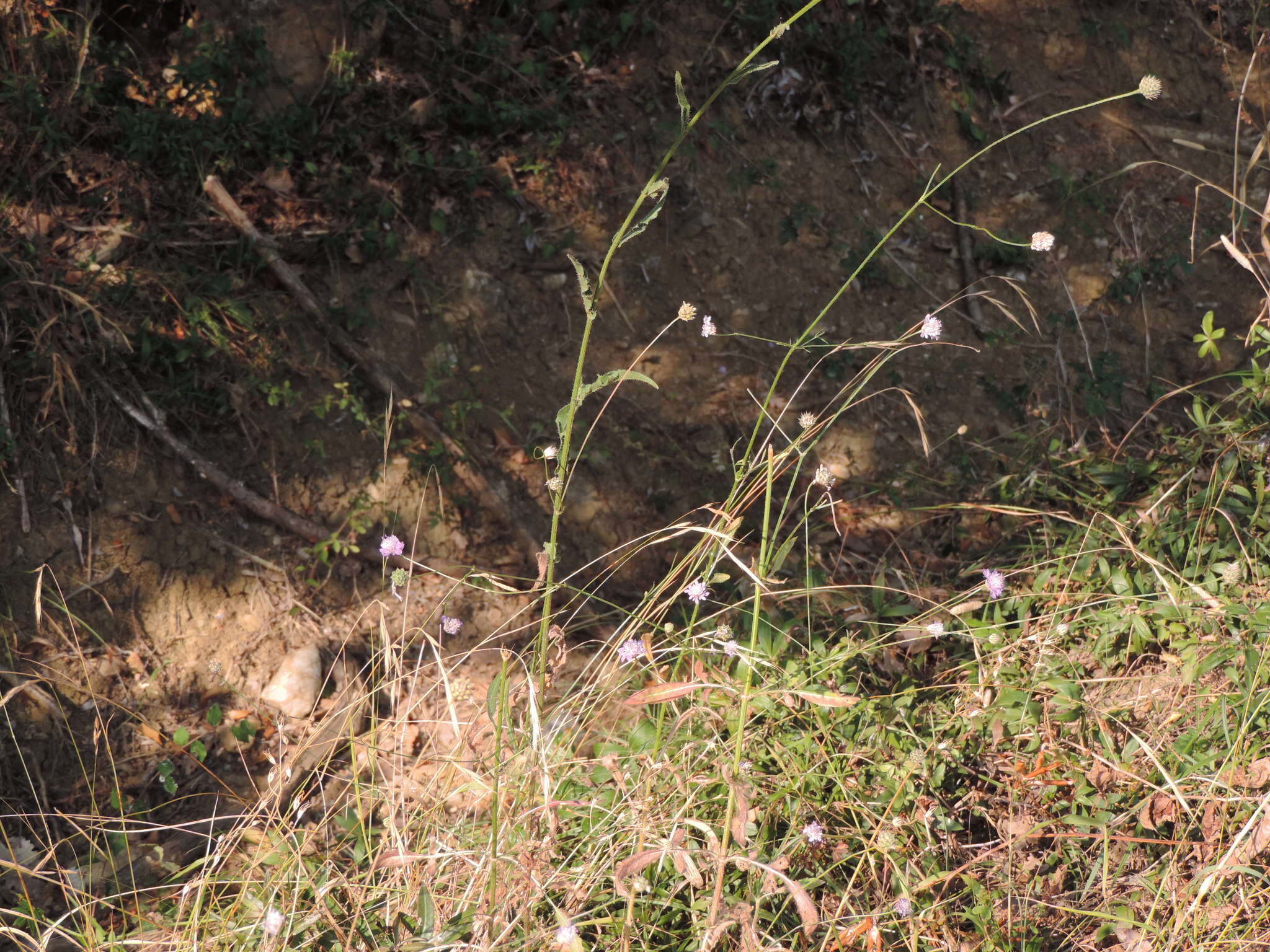 Слика од Cephalaria transsylvanica (L.) Schrad. ex Roem. & Schult.