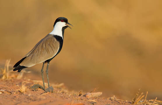 Image of spur-winged lapwing