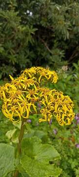 Image of Ligularia amplexicaulis (Wall.) DC.