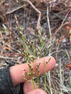 Image of mountain ricegrass