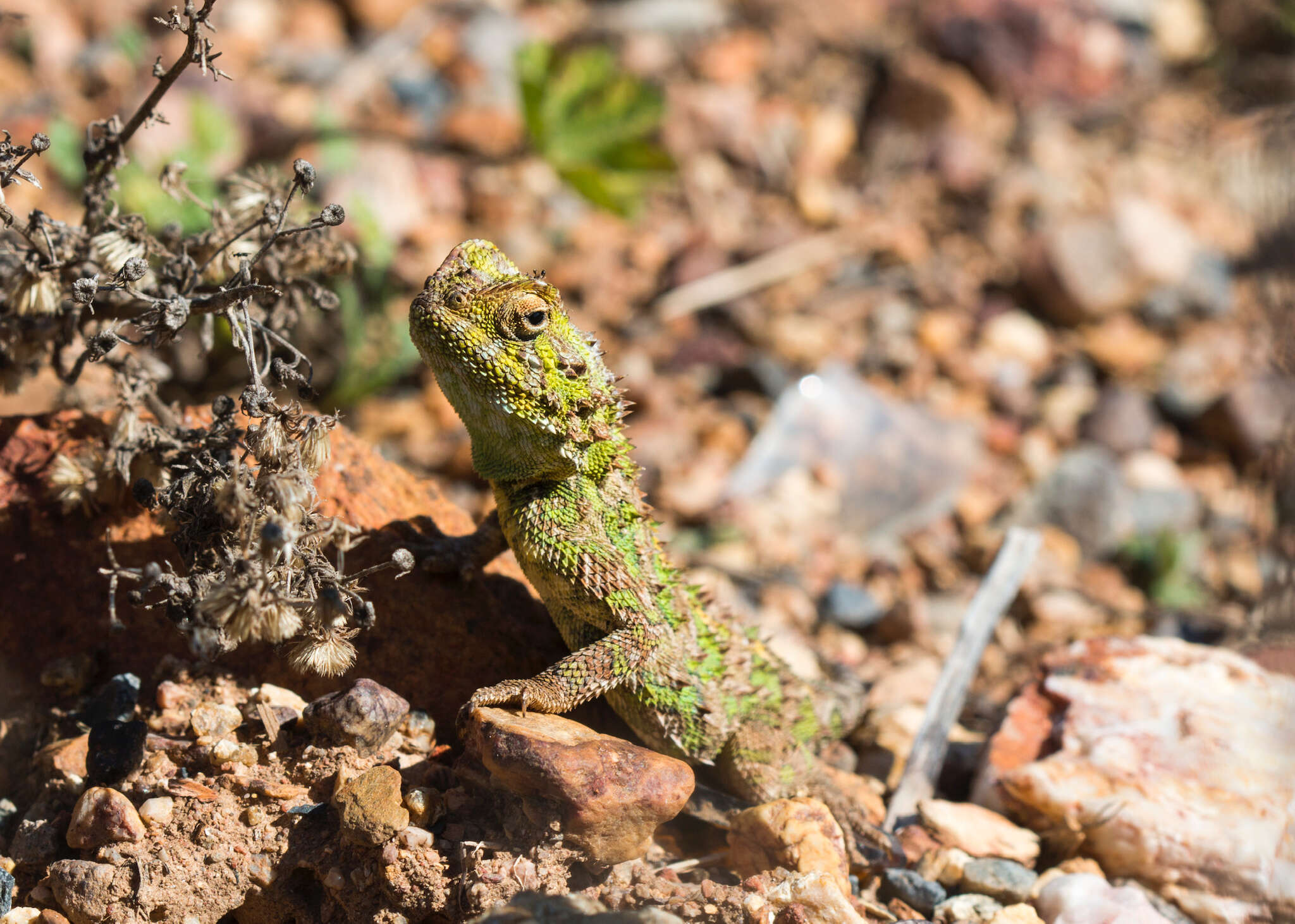 Image of Common Spiny Agama