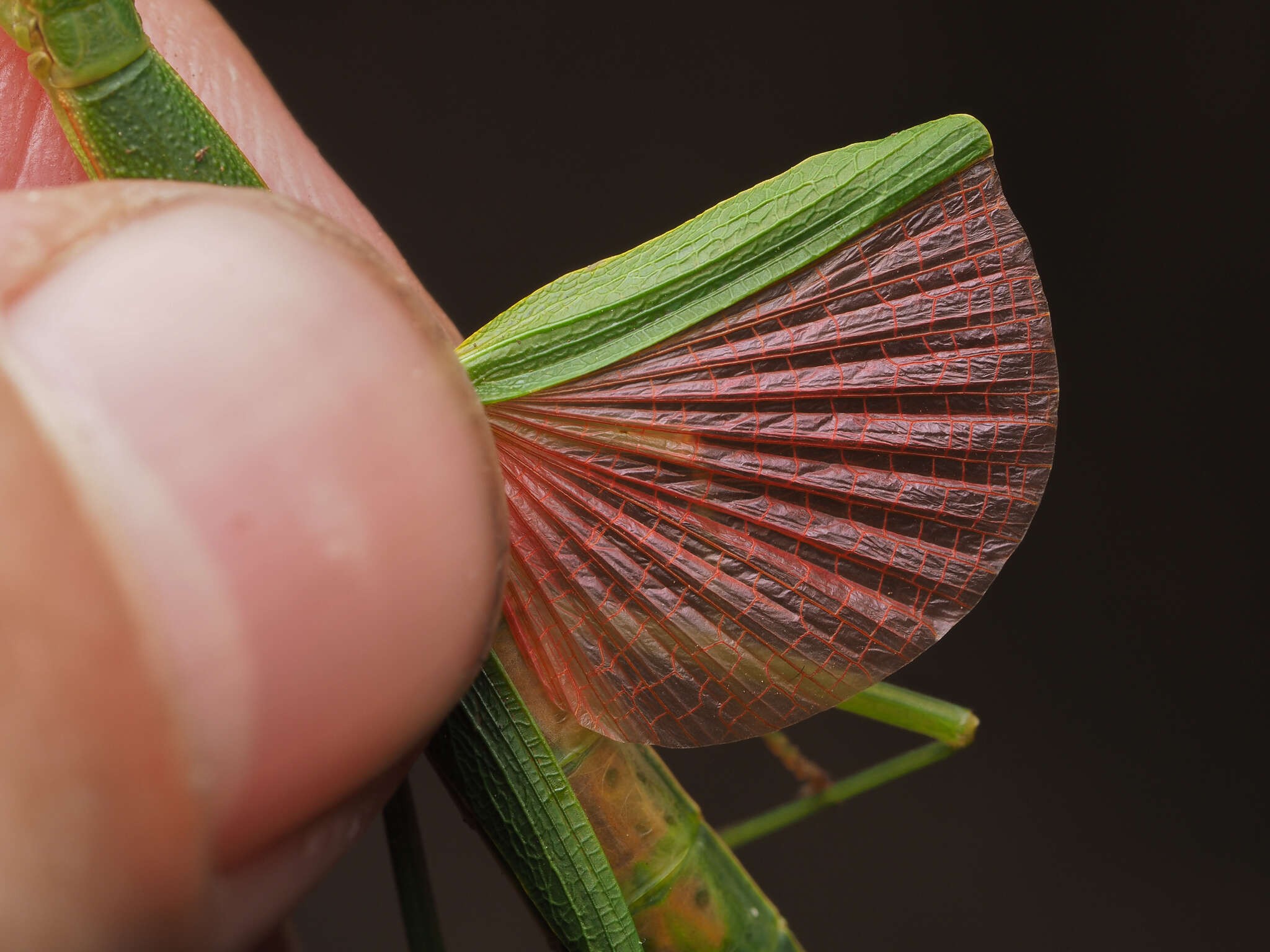 صورة Micadina phluctainoides (Rehn & J. A. G. 1904)