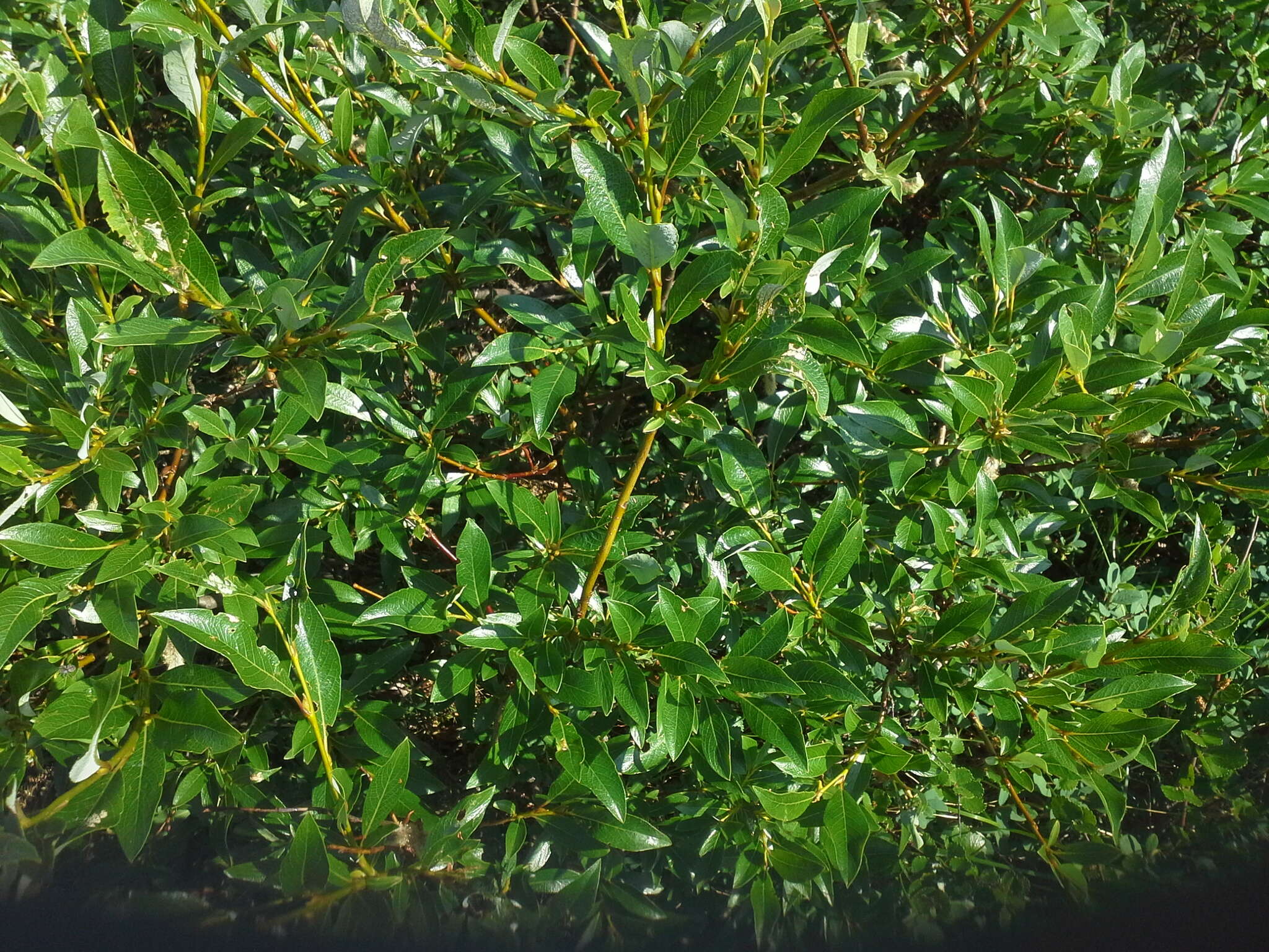 Image of tea-leaved willow